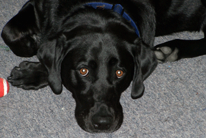 lucy the black lab sleeping